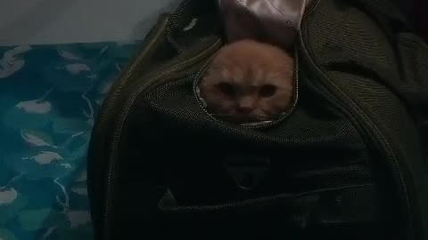 Cat in bag