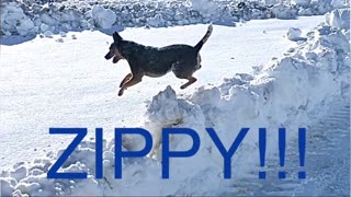 Zippy Blue Heeler Plays In The Snow On Pequop Pass Nevada Cool Australian Cattle Dog