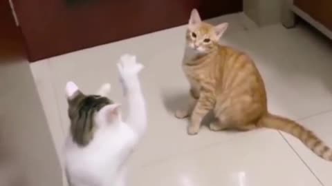 Best Funny Animal Videos Of The 2023 🤣