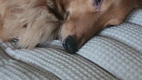 Sleepy dachshund (2)