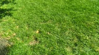 Fescue Lawn In South Carolina