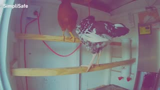 Chicken Cam