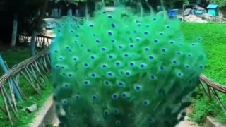 Beautiful Peacock Spreading Love to the world