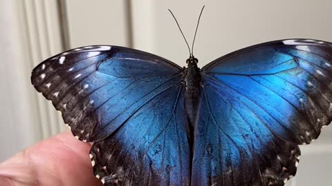 Blue Butterfly Sitting on a Hand