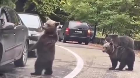 Wild bear 🐻 give high five to a man #wildlife