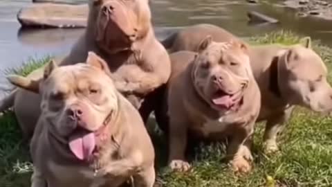 Pitbull dog new short video