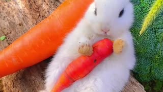 Cute rabbit