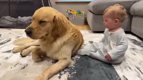 Golden Retriever Pup makes Baby cry!!!!!