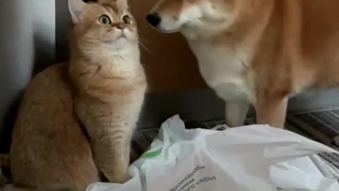 Cat and Dog Funny video 😂😂