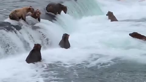 So many brown bears are catching fish together