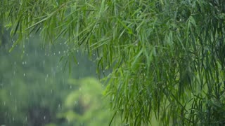 1 Hour of Relaxing Nature Music to Soothe Your Soul Deep | Rain Sound | Calm Music | Study Music