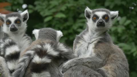 Lemur family outdoors in nature