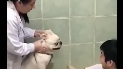 Funny reaction on injection time //🤣🤣// funny animals