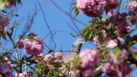 Pigeon On A Branch