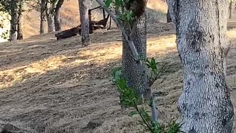 Playful Deer Chase Wild Turkey