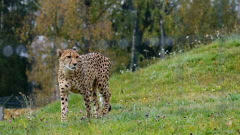 An African cheetah is one of the fastest animals