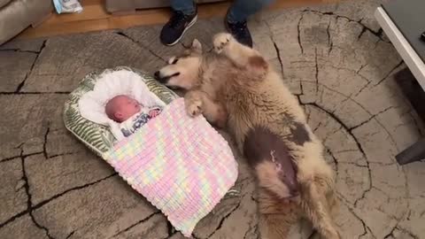 Adorable Dog Follows Newborn Baby Everywhere! He Loves Him So Much!