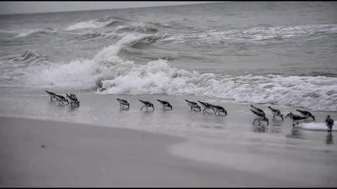 Sanderlings