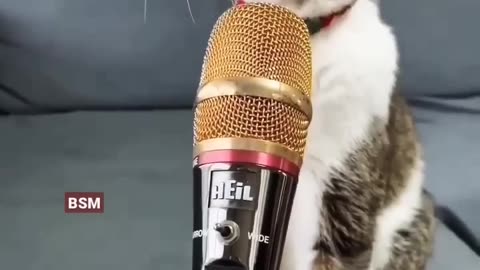 Cat is singing