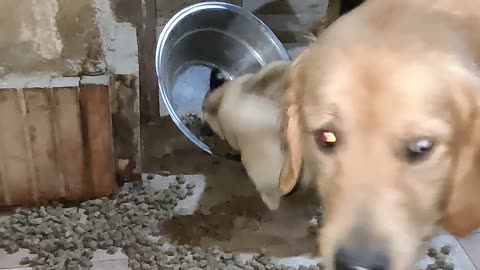 Delighted Doggo Rolls Around in Dry Food