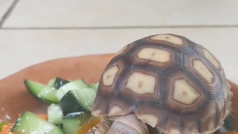 Alimentar a una tortuga mascota con deliciosa comida