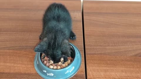 abandoned kitten follows me Home and Have First Meal