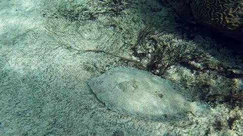 Atlantic Peacock Flounder