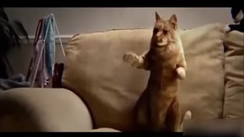 cat singing and dogs dancing videos