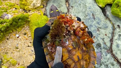 Lucky sea turtle were rescued in time to remove barnacles and the net clinging to the shell