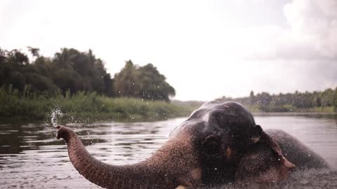 elephant bathing