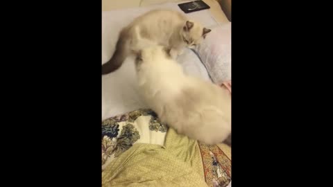 Muppet cats' judo competition! [daily video of Jiumei Youdi's super cute]