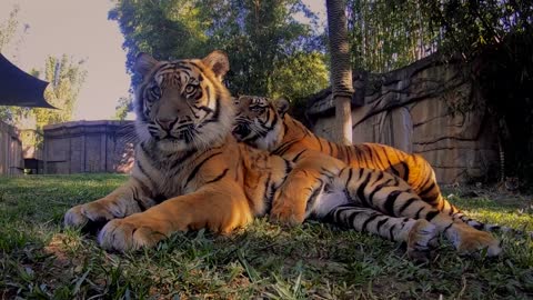 The importance of tiger breeding | Australia Zoo Life