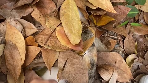 Cat Sleeping Under the Leaves