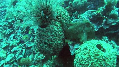 Funny this frogfish just waits for food to come because it can't swim fast - no sound