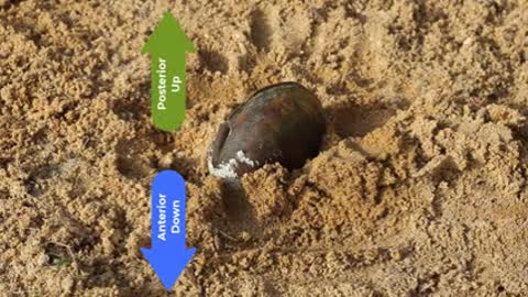 How to Place Freshwater Mussels in the Substrate_1