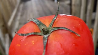 Michael Myers VS Attack of The Killer Tomatos