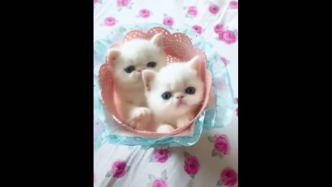 Baby Cats Cute And Funny Cats Video Compilation # 2 Cutest Kittens In The World