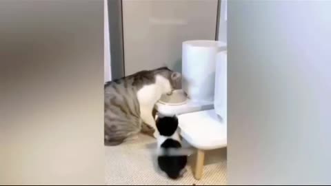 So cute cat😍😍 cat fighting video🤣🤣 so funny video please follow me