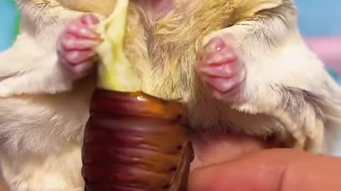 ASMR Eating ｜ Cute Sugar Glider Eating Cheese Bug ❤️❤️ #shorts #sugarglider #sugarglidercare