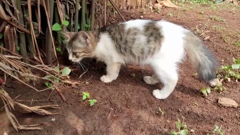 Unyil lebih suka menyendiri merasa nyaman di bawah pohon laos