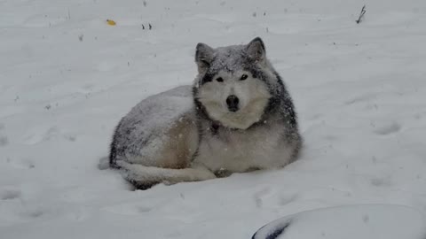 Husky Doesn't Want to Come Inside From Snow Storm