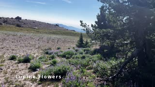 EPIC BACKCOUNTRY CAMPING ZONE @ NW Edge of Gnarl Ridge! | Mount Hood | Timberline Loop | 4K | Oregon