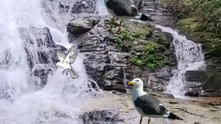 #Guess the picture#guess the guess#how many pictures of birds in the video