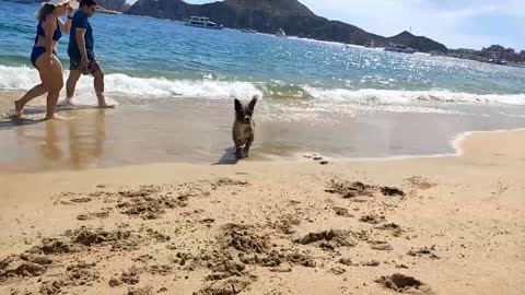 Dog Chases Sand On Beach