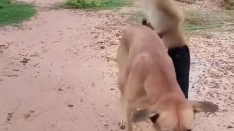 funny dog and monky