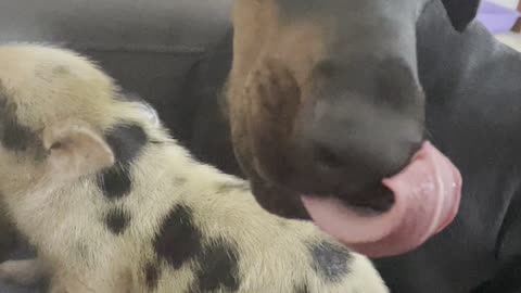 Doberman and Piglet Drink From Bottle