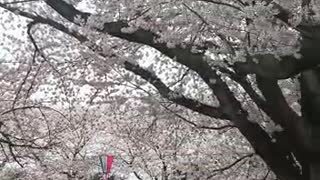 sakura in Japan