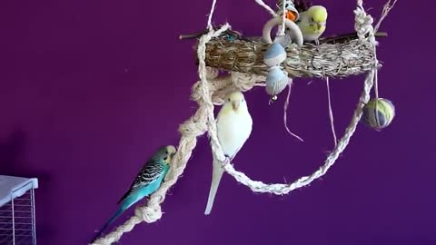 Budgies and Cockatiel Birds Playing and Feeding