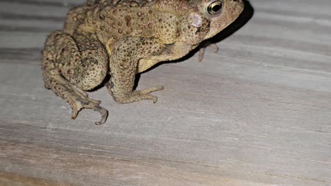 American Toad.