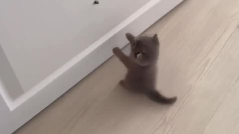 Kitten trying to catch a fly.. 😅